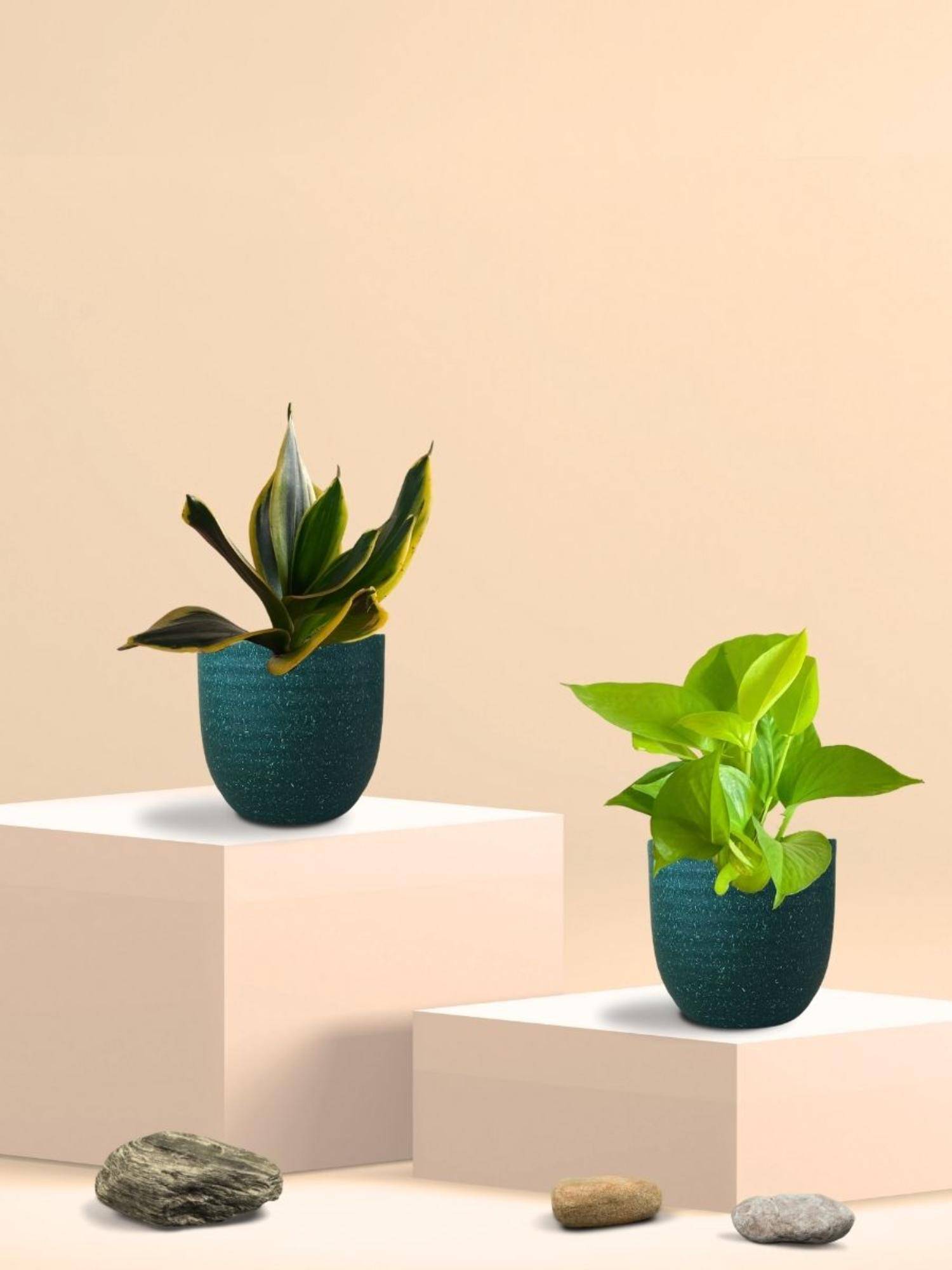 Greenkin Golden Snake Plant & Golden Pothos in Eco Pot (Pack of 2)