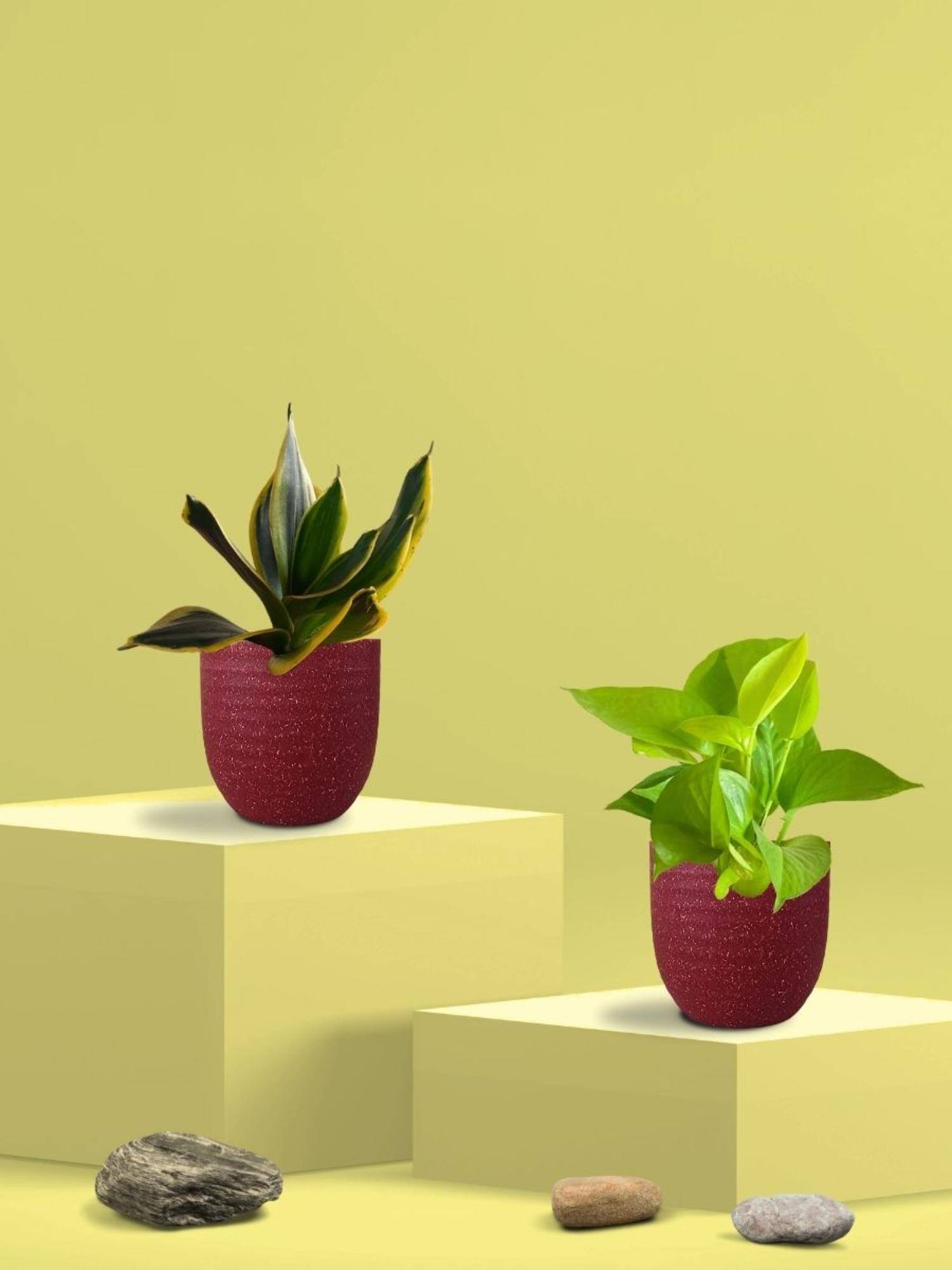 Greenkin Golden Snake Plant & Golden Pothos in Eco Pot (Pack of 2)