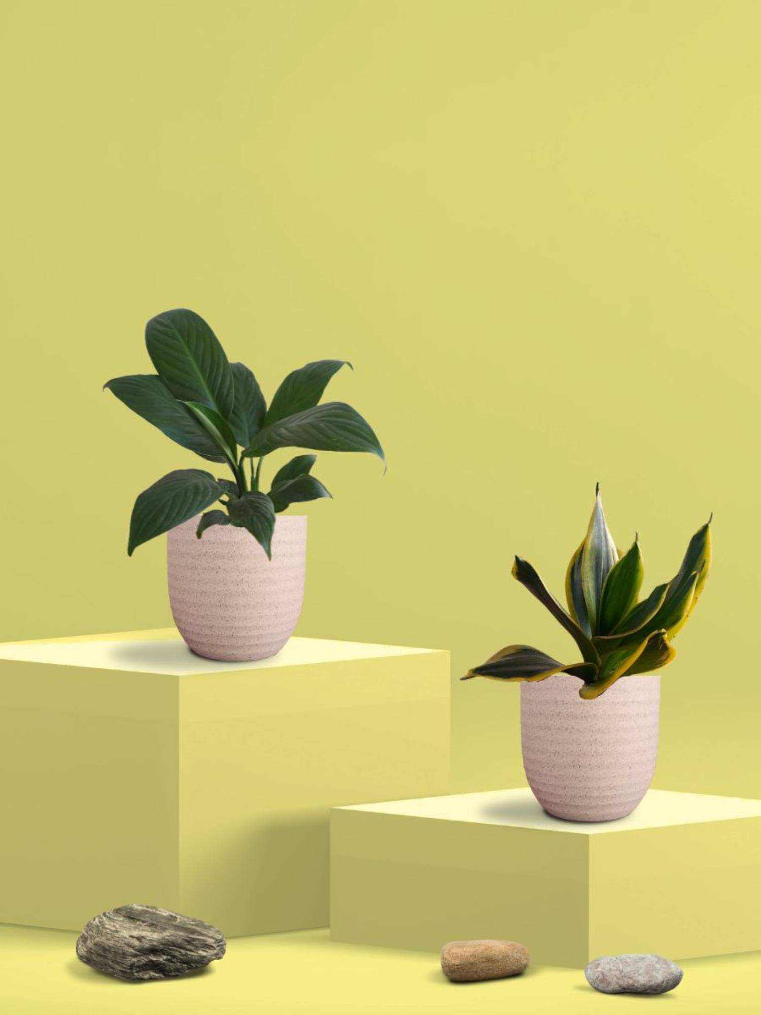 Greenkin Golden Snake Plant & Peace Lily Plant in Eco Pot (Pack of 2)