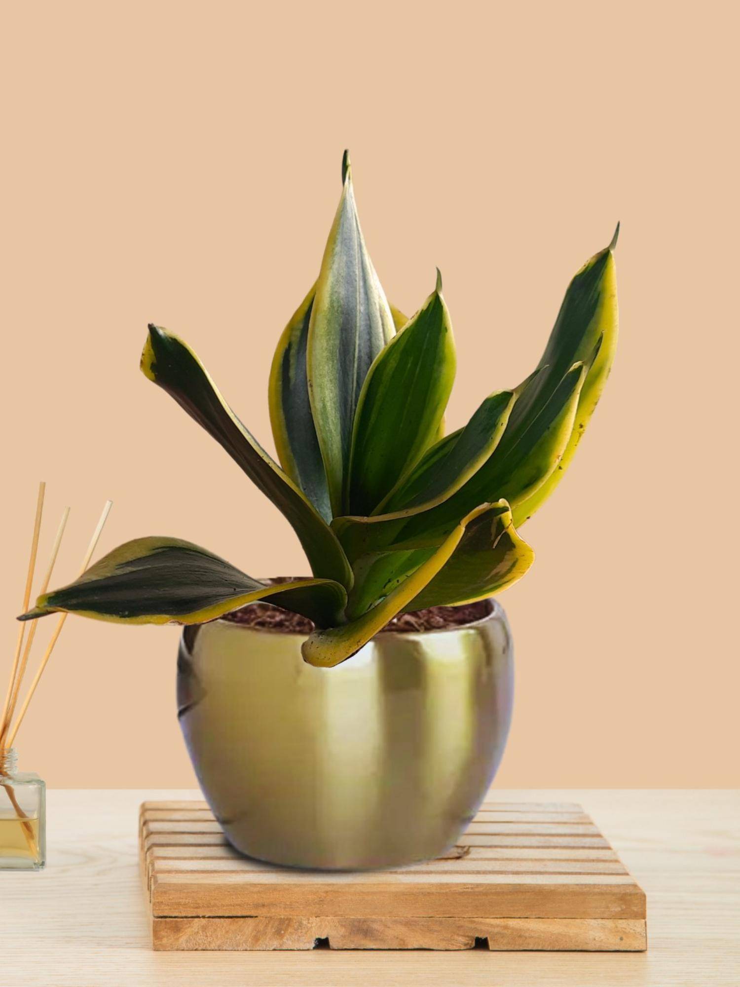 Greenkin Snake Plant In Golden Metal Pot