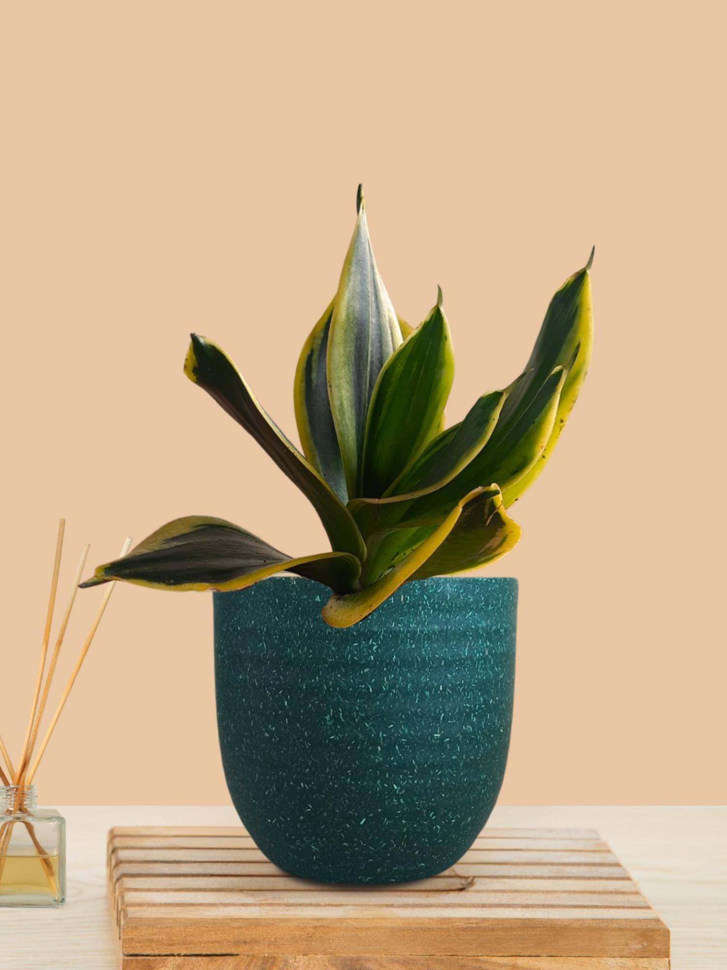 Greenkin Snake Plant In Teal Decor Pot