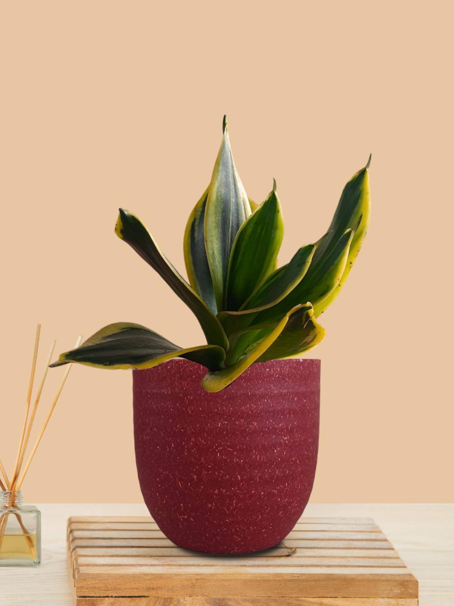 Greenkin Snake Plant In Maroon Decor Pot