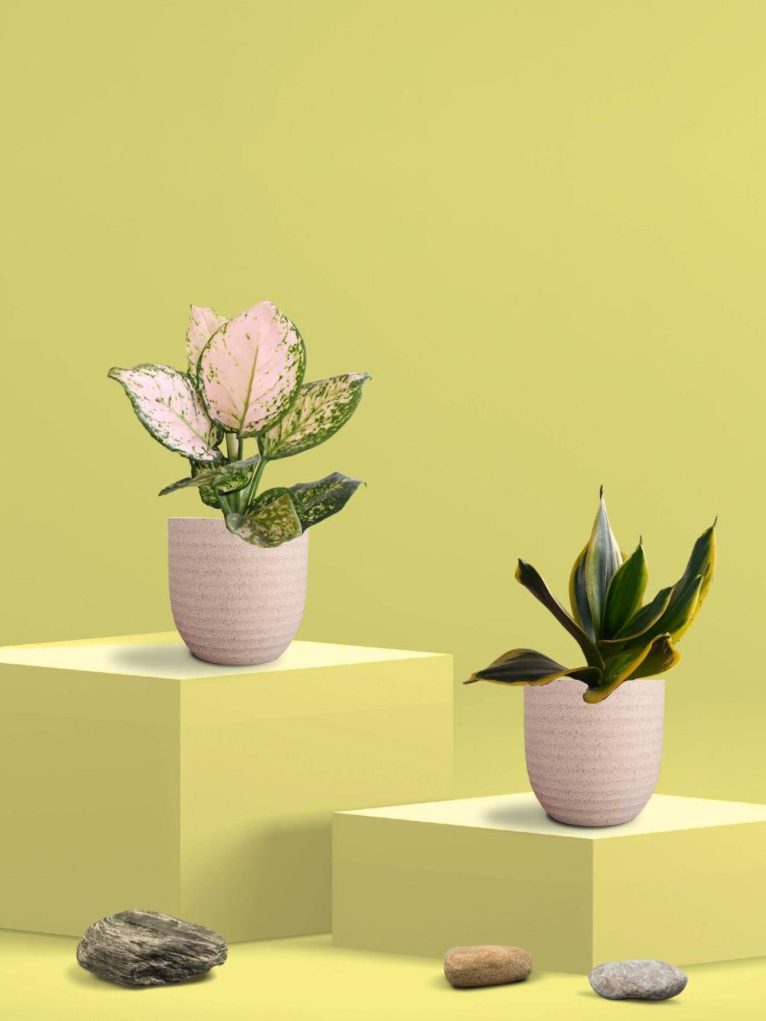 Greenkin Golden Snake Plant & Aglaonema Wishes in Eco Pot (Pack of 2)
