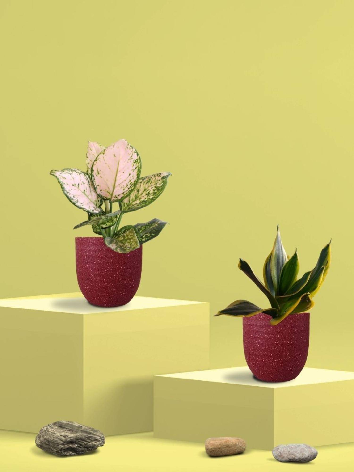 Greenkin Golden Snake Plant & Aglaonema Wishes in Eco Pot (Pack of 2)