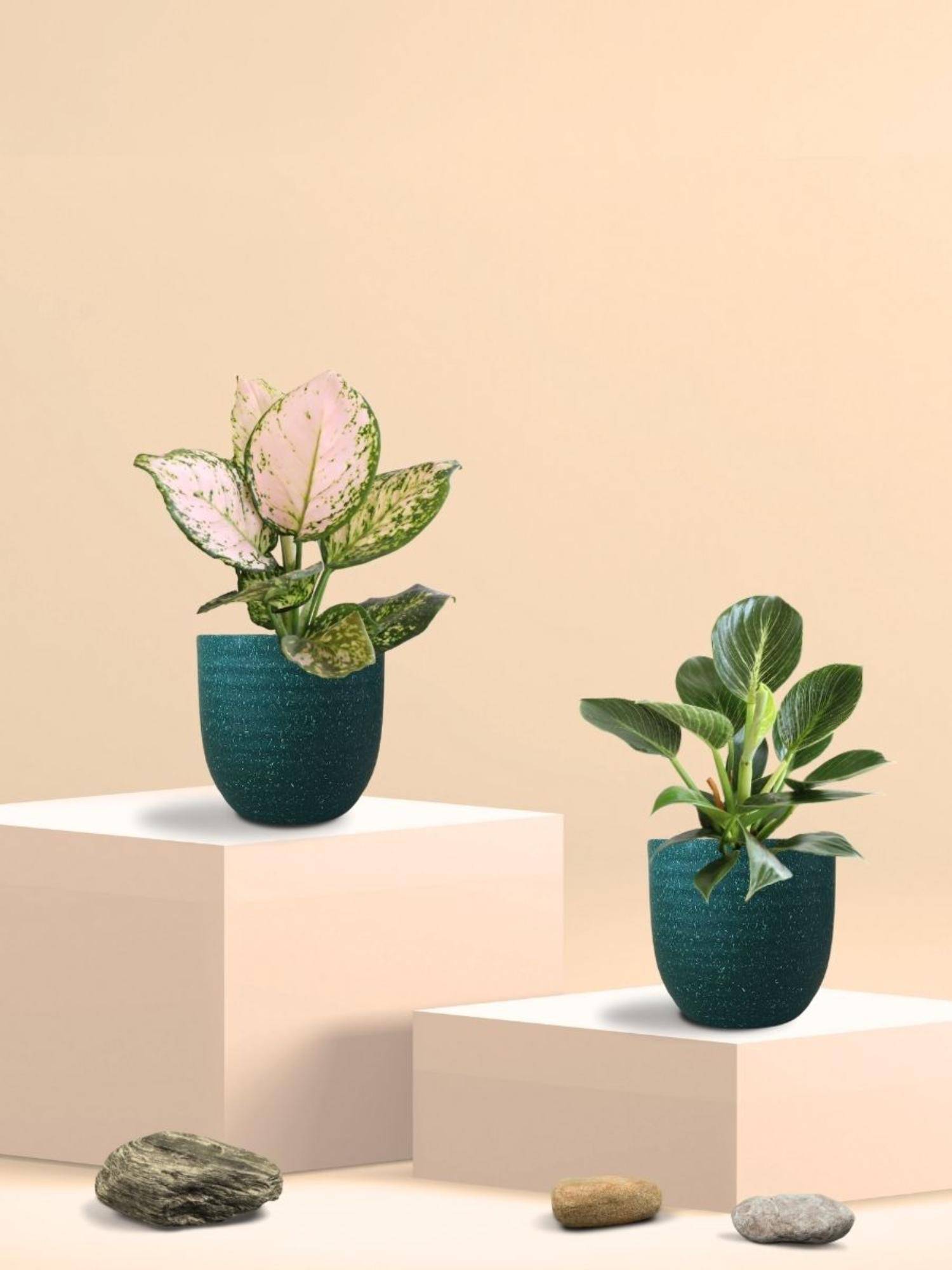Greenkin Aglaonema Wishes and Birkin Plants in Eco Pot (Pack of 2)