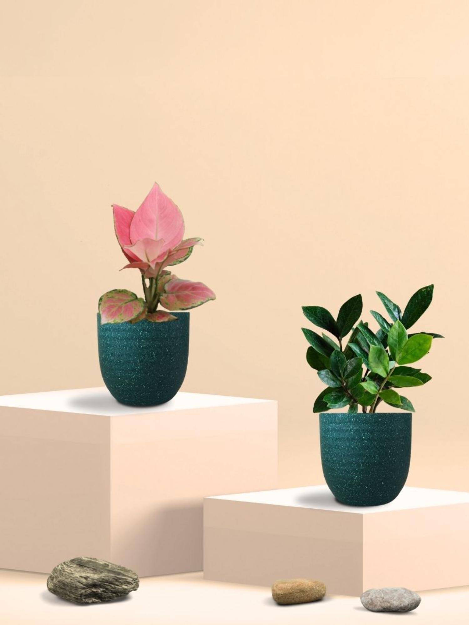Greenkin ZZ Plant & Aglaonema Pink Plant in Eco Pot (Pack of 2)