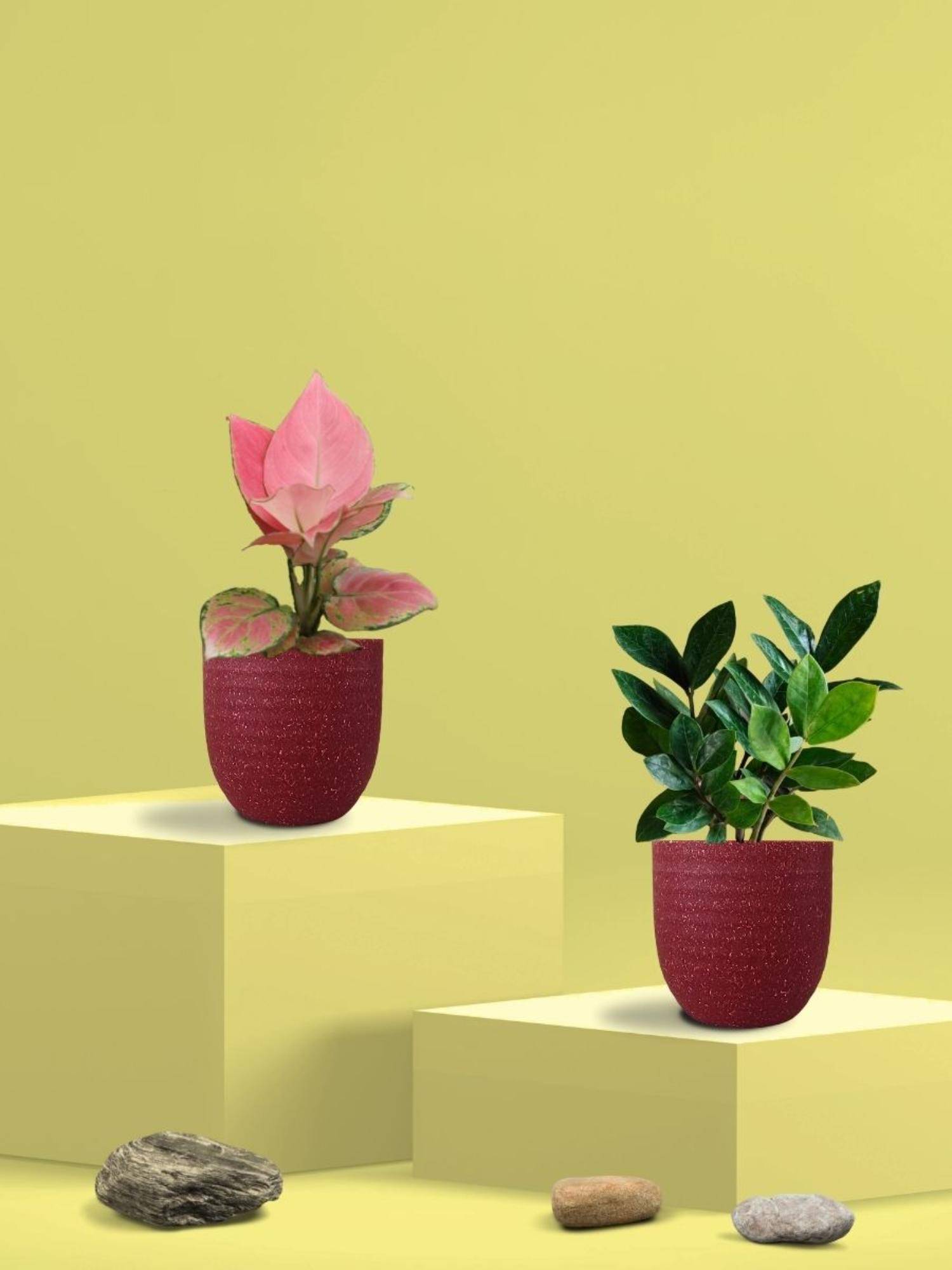 Greenkin ZZ Plant & Aglaonema Pink Plant in Eco Pot (Pack of 2)