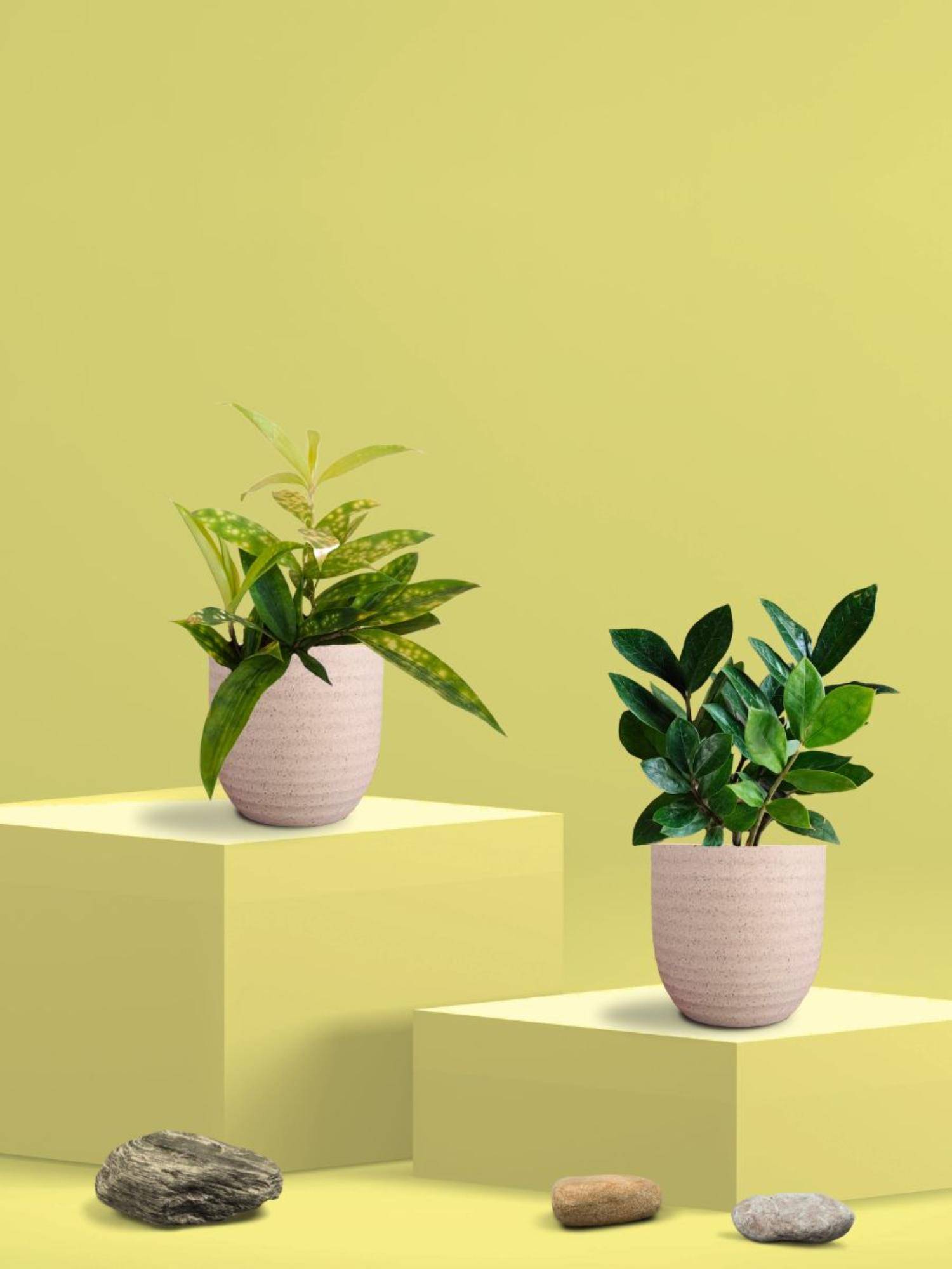 Greenkin ZZ Plant & Bamboo Gold Dust Plant in Eco Pot (Pack of 2)