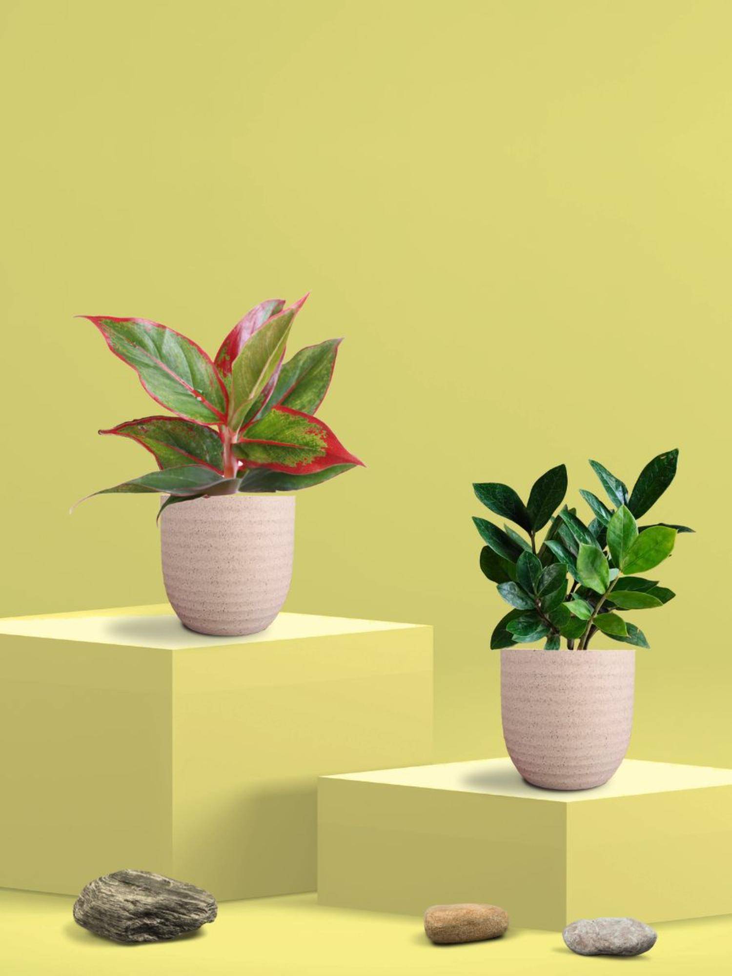 Greenkin ZZ Plant & Aglaonema Maroon Plant in Eco Pot (Pack of 2)