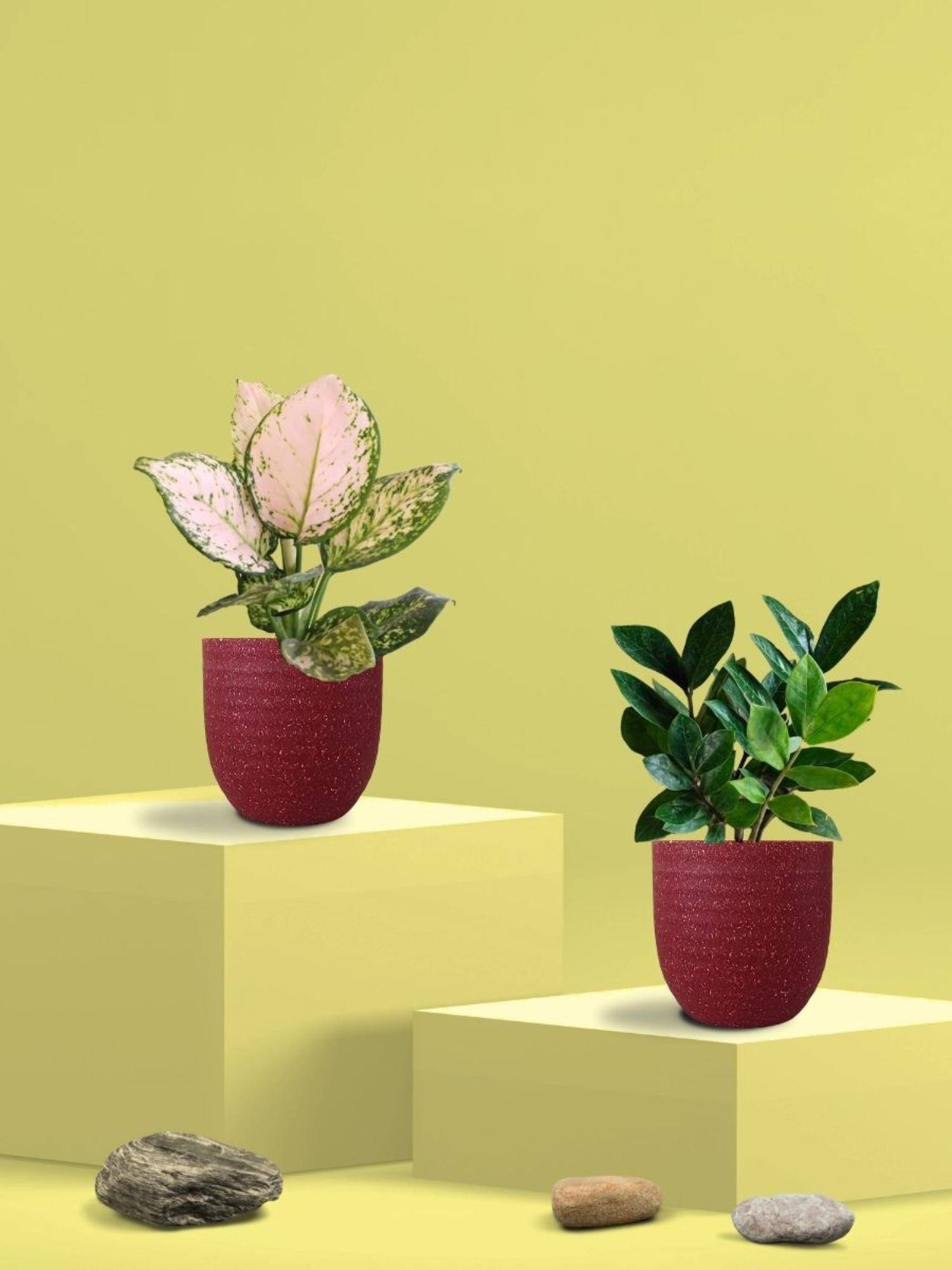 Greenkin Zamia Plant & Aglaonema Wishes Plant in Eco Pot (Pack of 2)