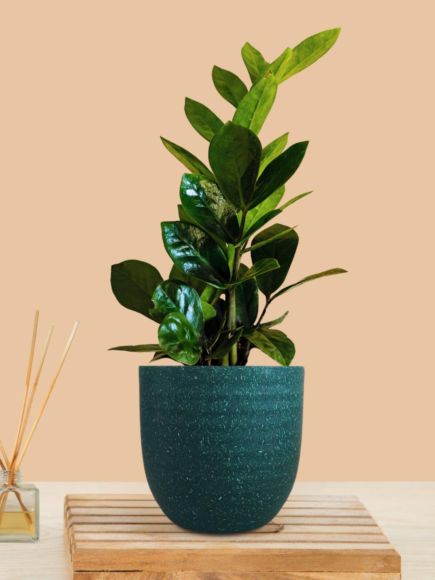 Greenkin ZZ Indoor Zamia Plant with Teal Eco Pot