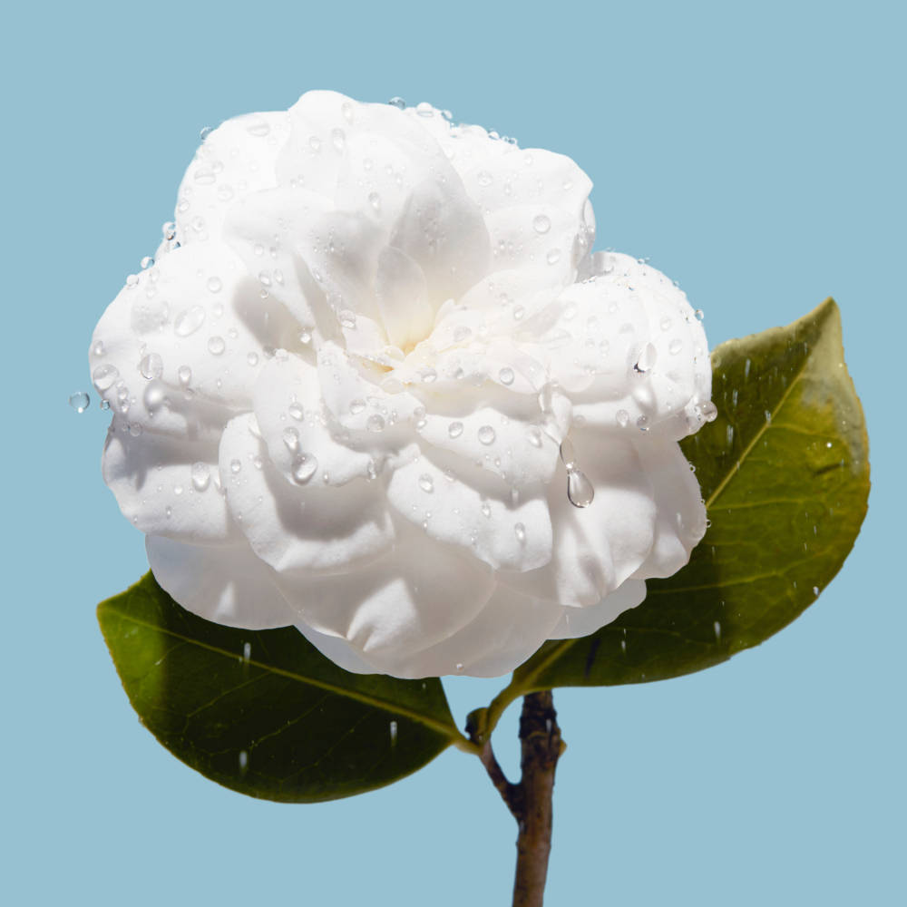 product image7