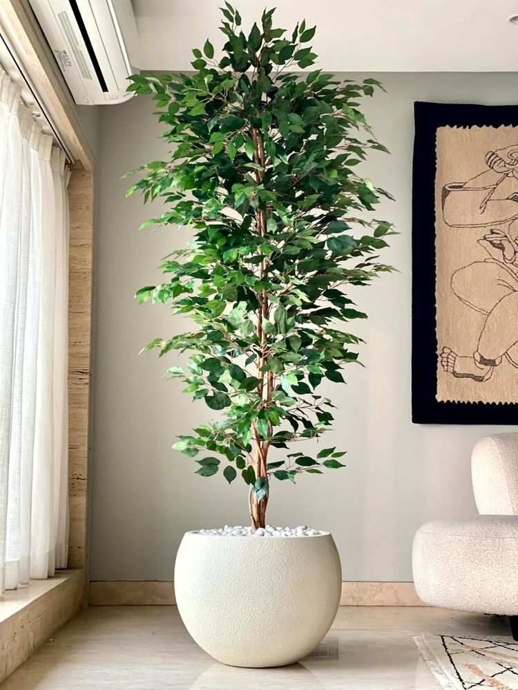 Mason Home Artificial Weeping Ficus Tree - 7 Feet