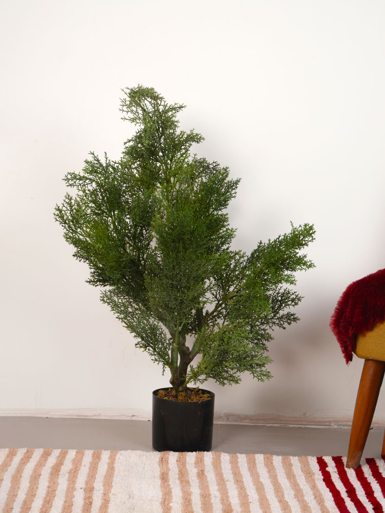 Home Bloom Artificial Green Mini Cedar Pine Plant with Pot-image-3