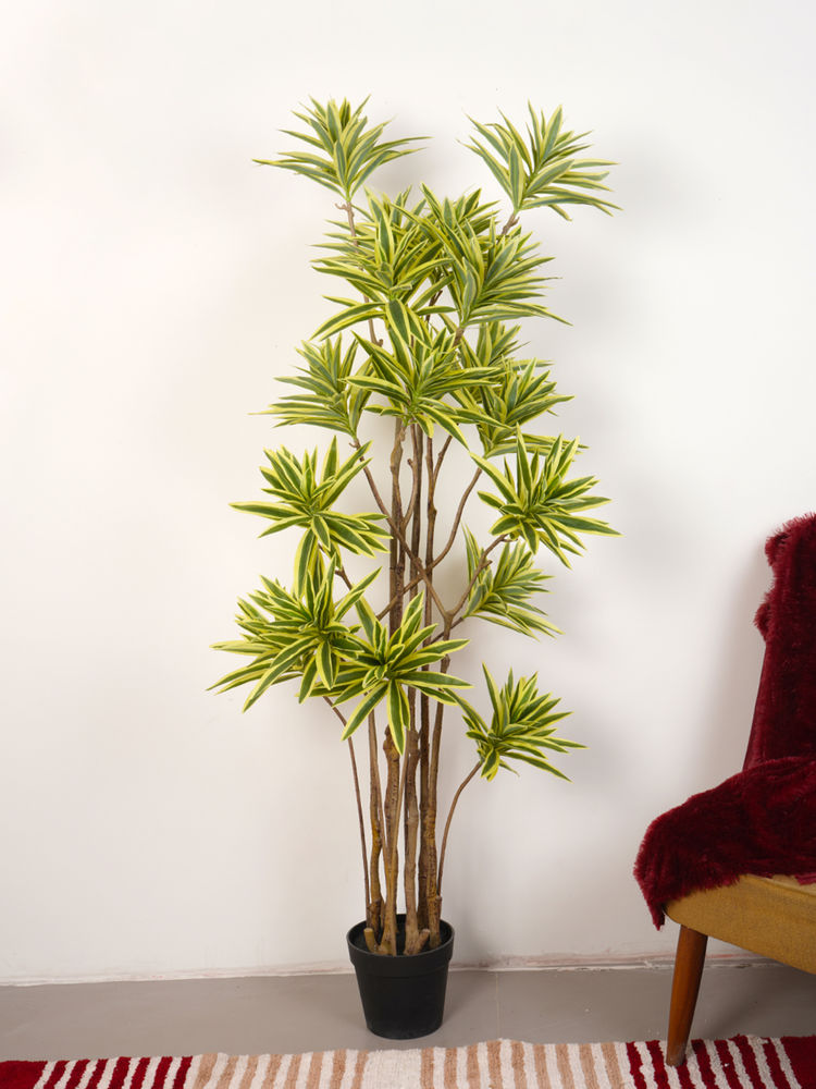 Home Bloom Artificial Green Dracaena Reflex Song Of India Golden Bamboo Plant with Pot-image-19