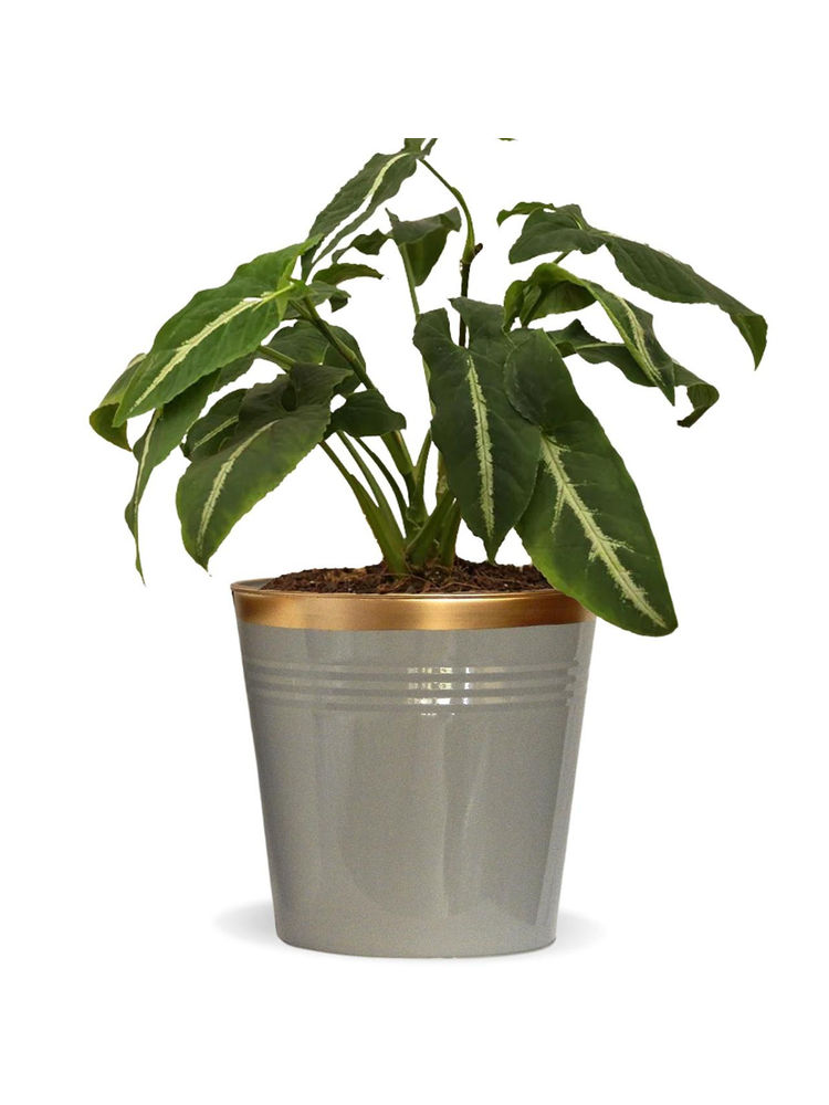 Ecofynd 10 inches Grey Round Bucket Metal Planters-image-29