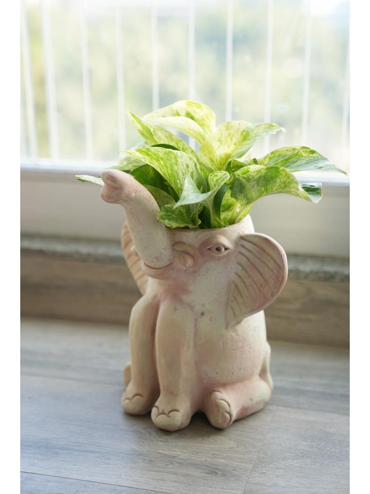 Swadeh Tusker Elephant Shaped Plater-image-23