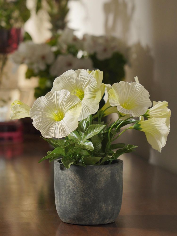 Pure Home + Living Ivory Artificial Petunia Potted Plant-image-36