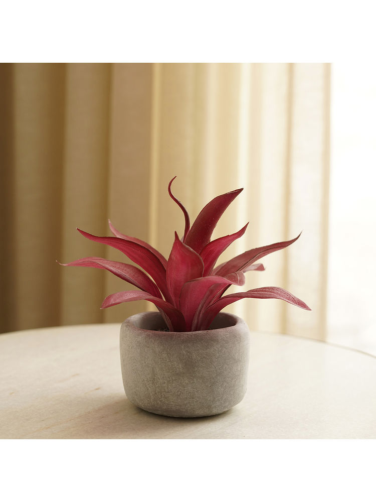 Pure Home + Living Red Artificial Agave Plant with Cement Pot-image-41