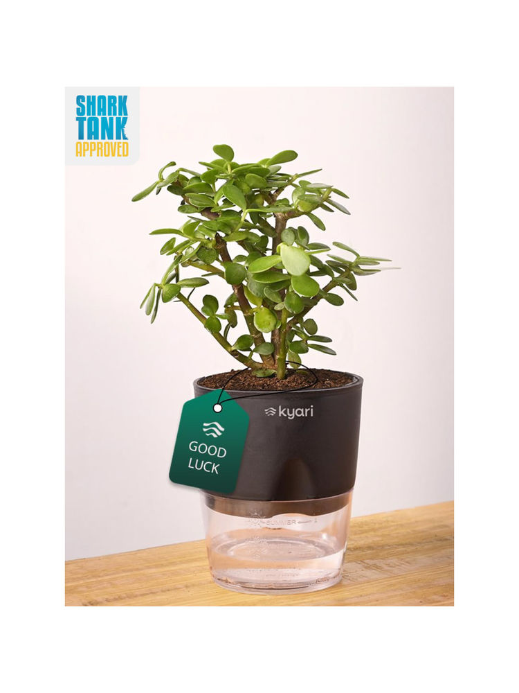 KYARI Black Lucky Jade Plant with Pot-picture-17