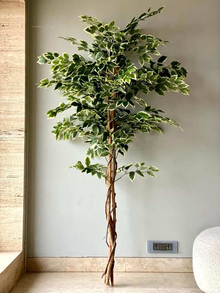 Mason Home Artificial Variegated Dried Ficus Plant - 6.5 Feet-picture-15