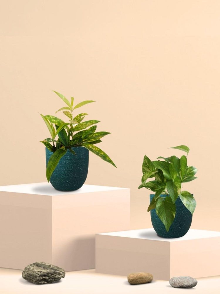 Greenkin Gold King Plant & Bamboo Dust Plant in Eco Pot (Pack of 2)-image-25