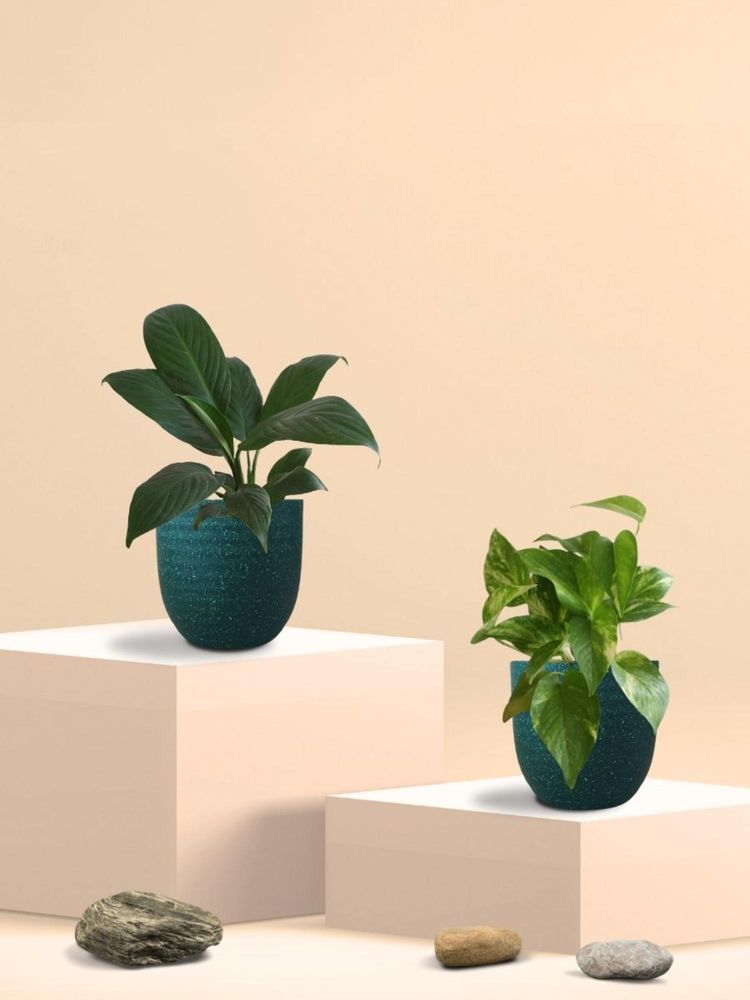 Greenkin Gold King Plant & Peace Lily Plant in Eco Pot (Pack of 2)-picture-14