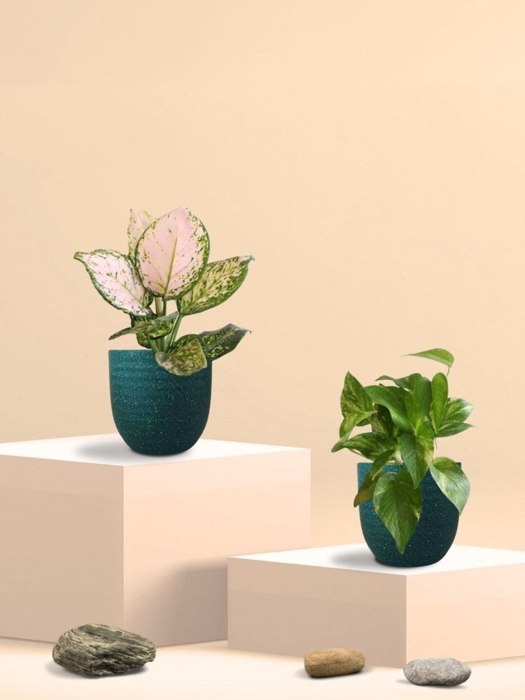 Greenkin Gold King Plant & Wishes Plant in Eco Pot (Pack of 2)-image-2