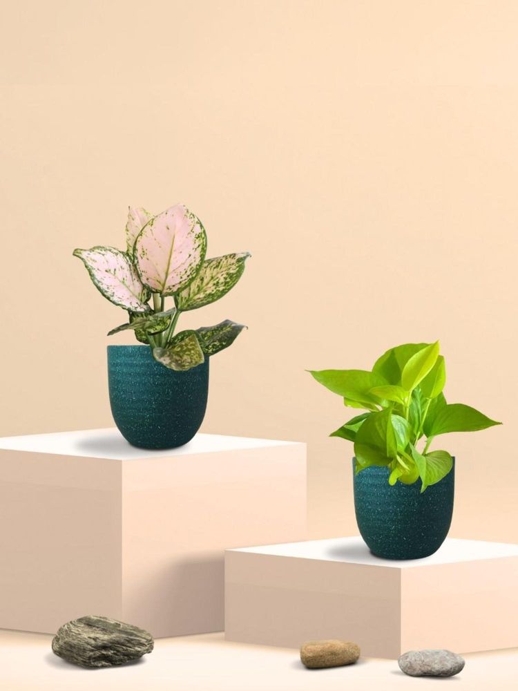 Greenkin Golden Money Plant & Aglaonema Plant in Eco Pot (Pack of 2)-image-5