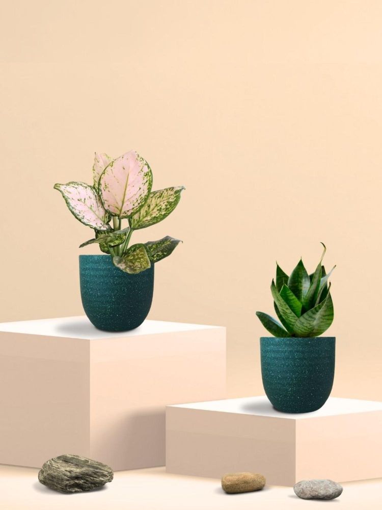 Greenkin Green Snake Plant & Wishes Plant in Eco Pot (Pack of 2)-image-6