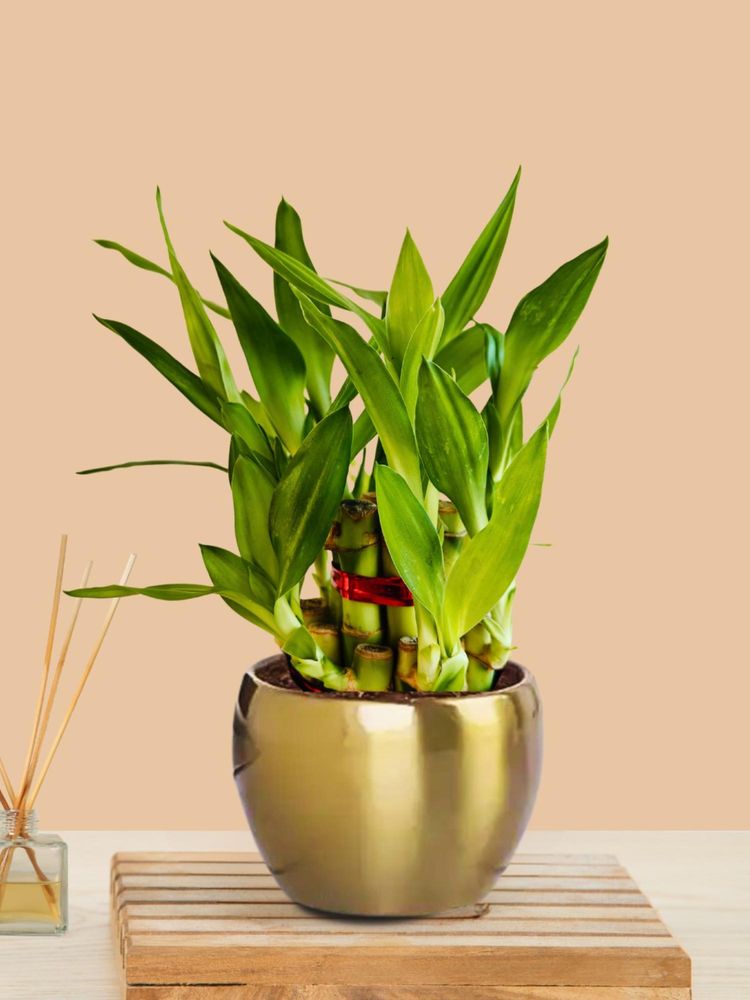 Greenkin 2-Layer Lucky Bamboo Plant with Metal Pot-picture-17