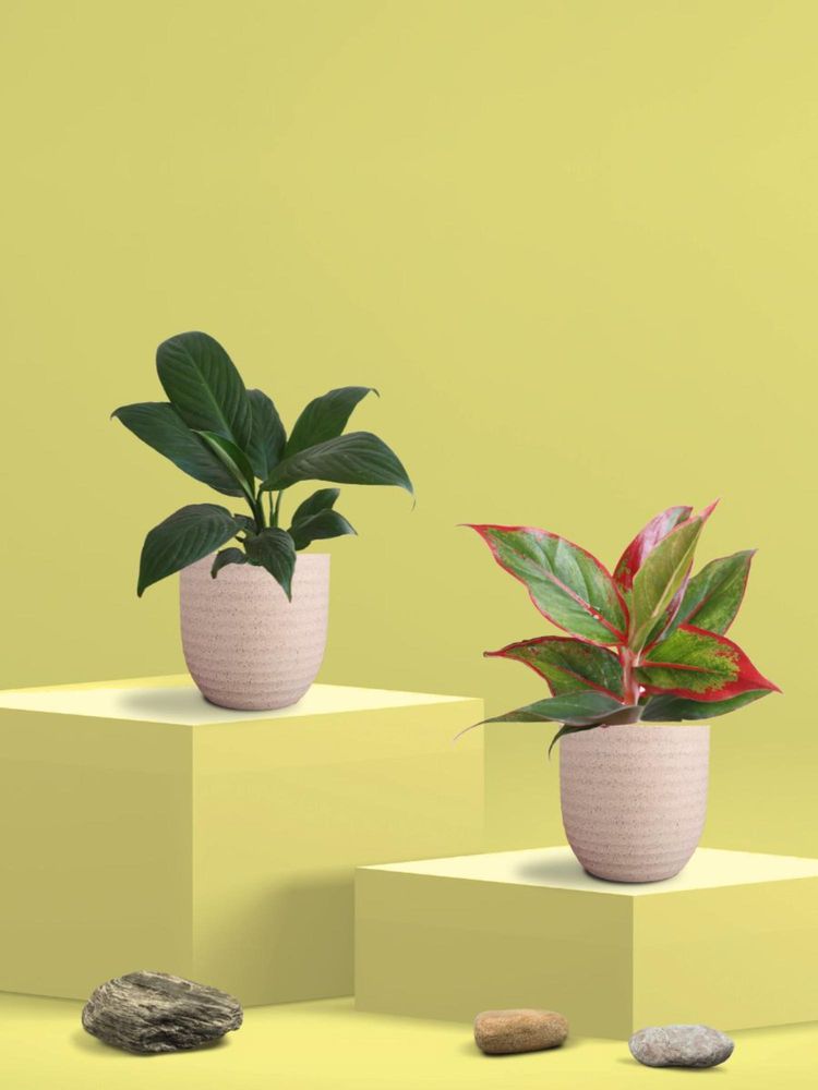 Greenkin Aglaonema Maroon Plant and Peace Lily Plant in Eco Pot (Pack of 2)-image-2