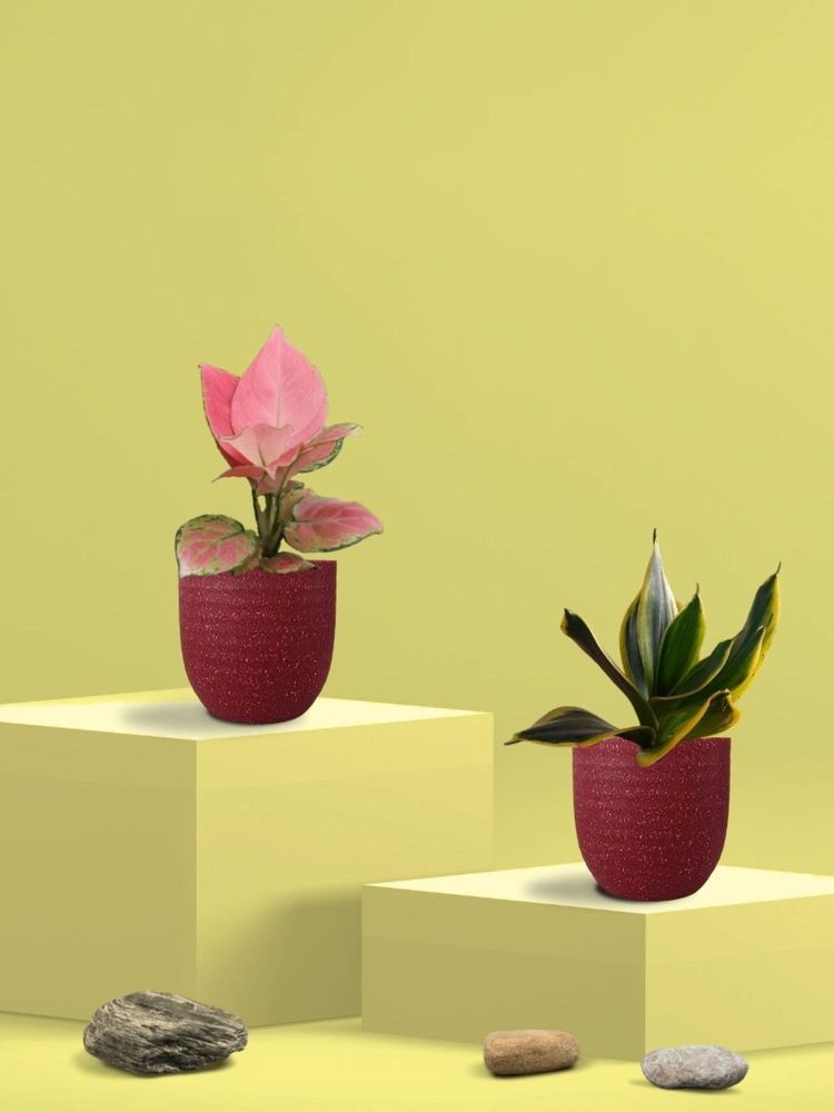 Greenkin Golden Snake Plant & Aglaonema Plant in Eco Pot (Pack of 2)-image-28