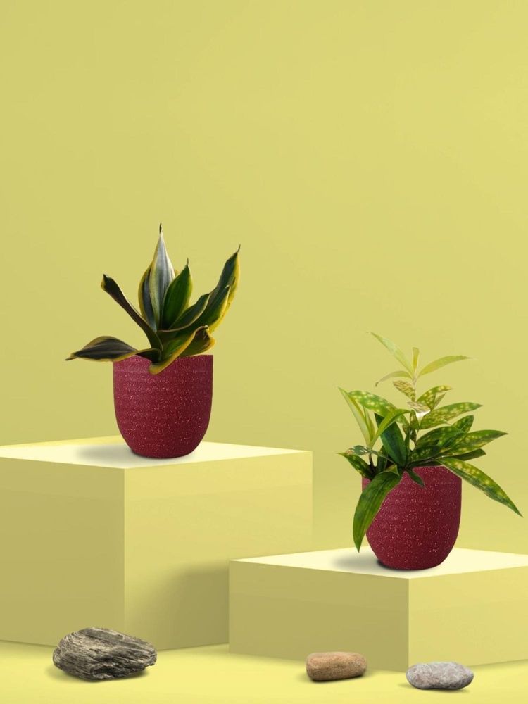 Greenkin Golden Snake Plant & Bamboo Dust Plant in Eco Pot (Pack of 2)-image-26