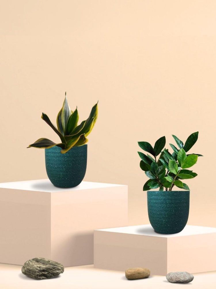 Greenkin Golden Snake Plant & ZZ Plant in Eco Pot (Pack of 2)-picture-15
