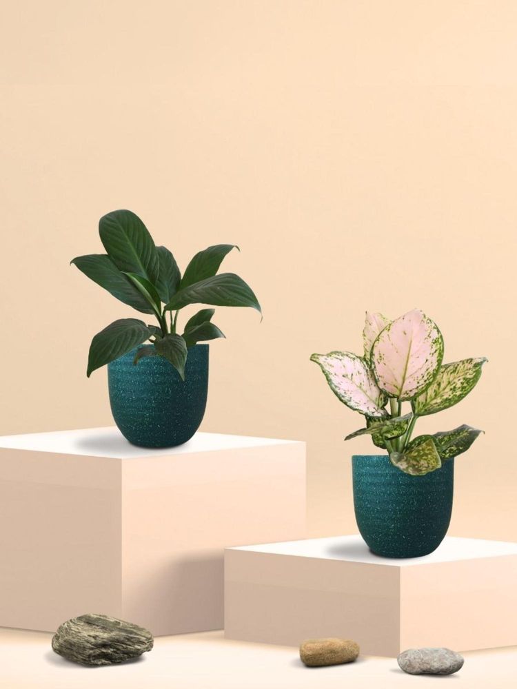 Greenkin Aglaonema Wishes and Peace Lily Plants in Eco Pot (Pack of 2)-image-40