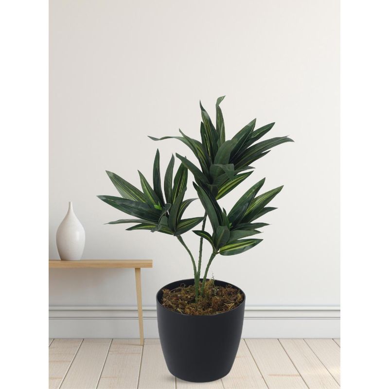 Buy Home Bloom Artificial Dracaena Reflex Plants for Indoor & Outdoor