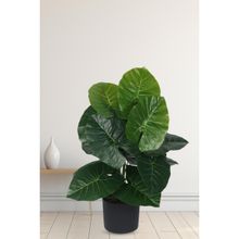 Home Bloom Artificial PVC Rubber Big Leaves Plants for Indoor Outdoor with Pot