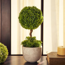 Pure Home + Living Potted Green Plant