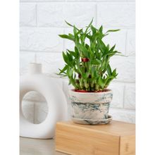 Nurturing Green Lucky Bamboo Plant (3 Layer) Ceramic Pot