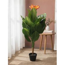 HOME 360 Architectural Botanical Collection Designer Greenery And Vivid In Contemporary Bases