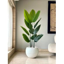 Mason Home Artificial Lush Travellers Palm - 5 Feet