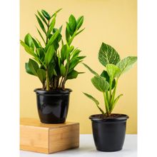 Nurturing Green Combo of ZZ Plant and Philodendron Birkin Plant