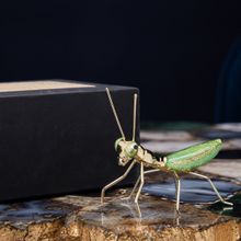 Gibox Brass Metal Green Praying Mantis Figurine Enamel Finish Table Accent