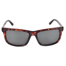 Timberland Brown Frame Grey Lens Sunglasses - TB7153 56 52N (56)
