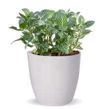 Ecofynd 1, 5 inches White Ceramic Plant Pots