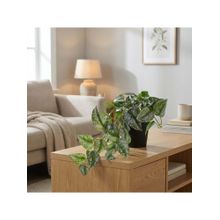 HomeTown Ilana Hanging Green Artificial Epipremnum Plant