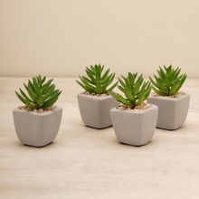 Pure Home + Living Set of 4 Green Faux Succulent with Cement Pot