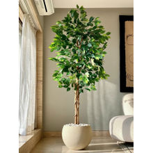 Mason Home Artificial Dried Ficus Plant - 7 Feet