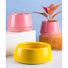 Nurturing Green Combo of 3 Ceramic Pots